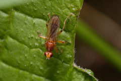 Norellisoma spinimanum
