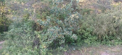 Karpatiosorbus