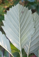 Karpatiosorbus