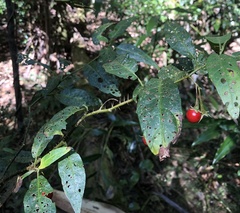 Solanum inaequilaterum