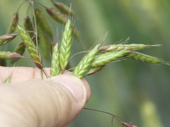Bromus commutatus