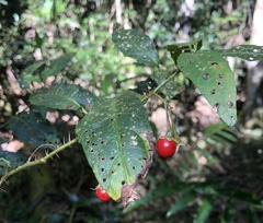 Solanum inaequilaterum