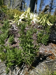 Lilium washingtonianum