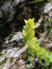 Cruciata glabra