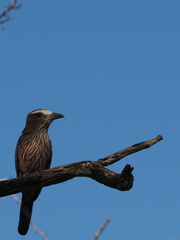 Coracias naevius mosambicus