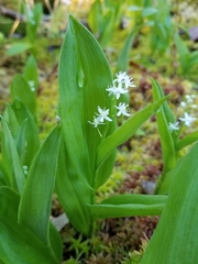 Maianthemum