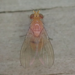 Neogriphoneura