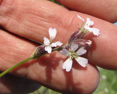 Silene taimyrensis