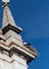 Ciconia ciconia