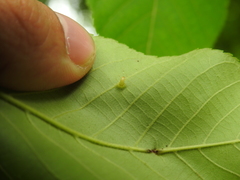 Caryomyia subulata