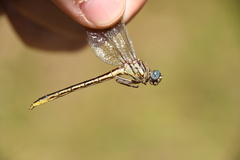 Phanogomphus hodgesi