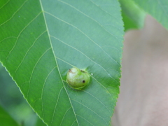 Phylloxera caryaeglobuli