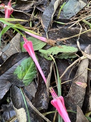 Fuchsia boliviana