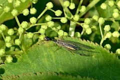 Dichrostigma flavipes