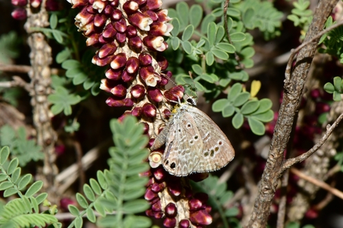Apodanthaceae