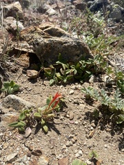 Monardella macrantha hallii