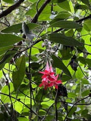 Fuchsia boliviana