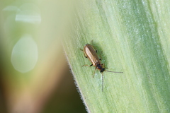 Rhagonycha nigriventris