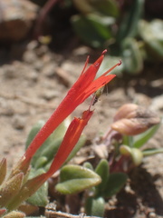 Monardella macrantha hallii