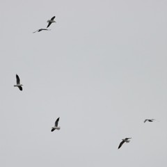 Chroicocephalus maculipennis