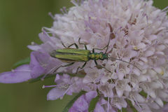 Oedemera