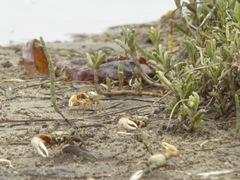 Leptuca crenulata image