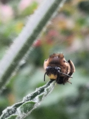 Anthophora furcata