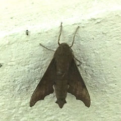 Cypa uniformis