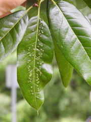 Callirhytis bipapillata