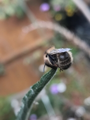 Anthophora furcata
