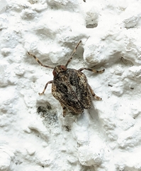 Common issid planthopper