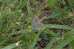 Polyommatus icarus