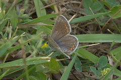 Polyommatus icarus