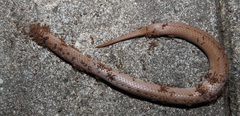 Pheidole megacephala