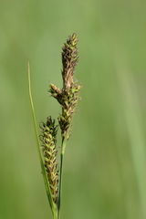 Carex hartmanii