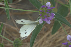 Pieris rapae