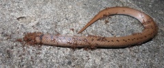 Pheidole megacephala