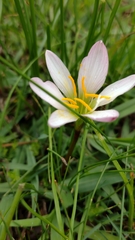 Zephyranthes brevipes