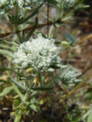 Teucrium capitatum capitatum