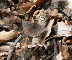 Erynnis telemachus