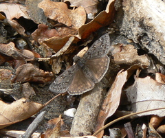 Erynnis telemachus