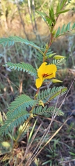 Chamaecrista deeringiana