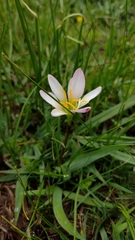 Zephyranthes brevipes