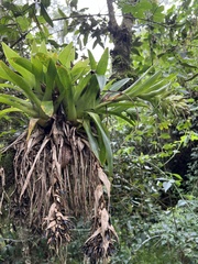 Tillandsia biflora