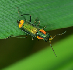 Clanoptilus marginellus