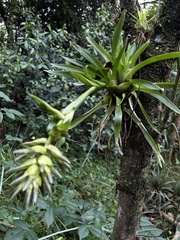Tillandsia biflora