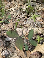 Lathyrus ochroleucus