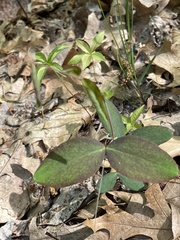 Lathyrus ochroleucus