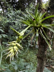 Tillandsia biflora