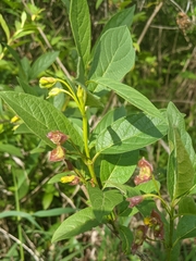 Lonicera involucrata involucrata